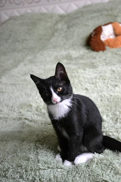 Black cat cute fluffy — Stock Image Black Cat Cute Fluffy Royalty Free Stock Images