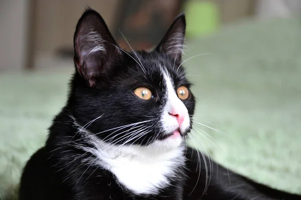Black cat cute fluffy — Stock Image Black Cat Cute Fluffy Royalty Free Stock Images