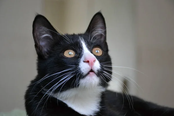 Black cat cute fluffy — Stock Image Black Cat Cute Fluffy Royalty Free Stock Images
