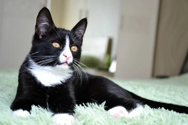 Black cat cute fluffy — Stock Image Black Cat Cute Fluffy Stock Image