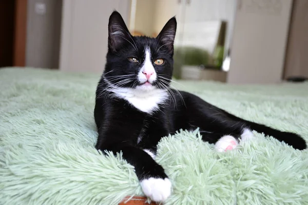 Black cat cute fluffy — Stock Image Black Cat Cute Fluffy Royalty Free Stock Images