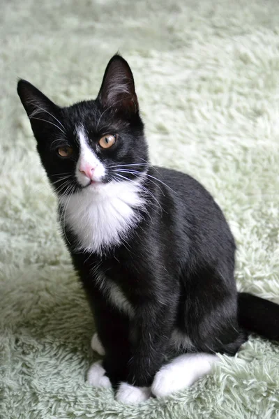 Black cat cute fluffy — Stock Image Black Cat Cute Fluffy Stock Photo