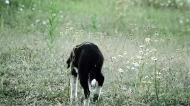 Şirin köpek yavrusu köpek çim üzerinde çalışan