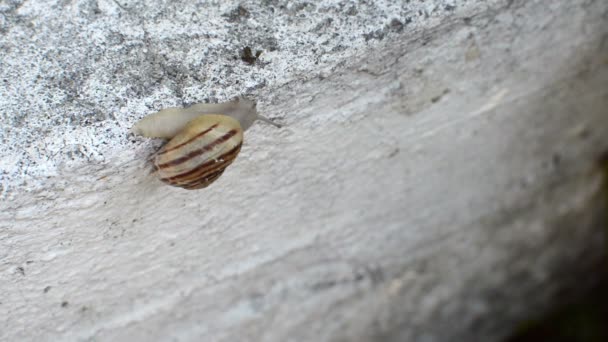 Primer Plano Caracol Moviéndose Sobre Una Pared — Vídeo de stock