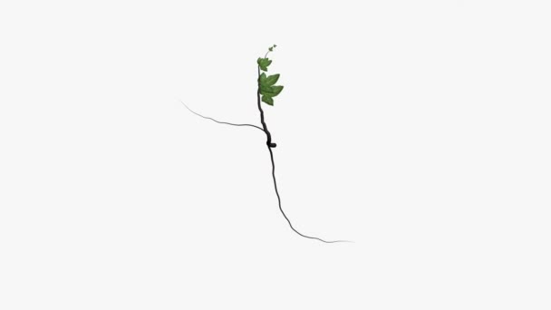 Animation Ivy Growing White Background — Stock Video