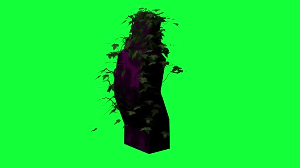 Animation Ivy Growing Green Screen — Stock Video