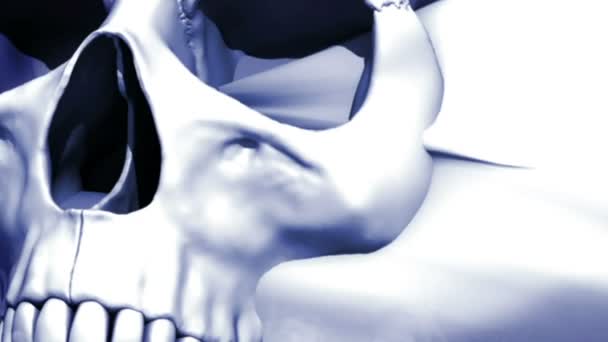 Un modèle de crâne humain  