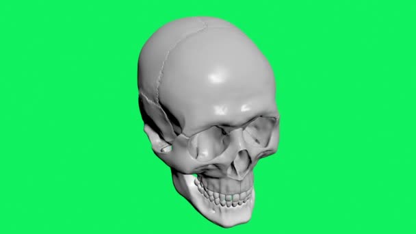 Model Human Skull Isolated Green Screen — Stock Video