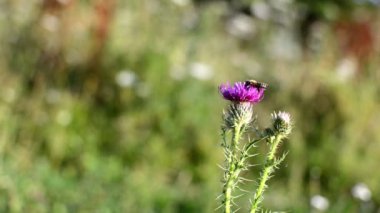 Arılar çiçek bahçesi