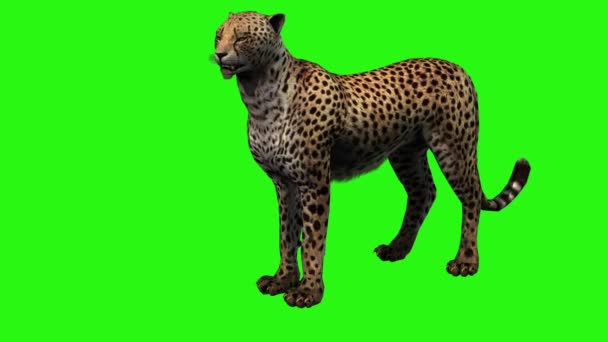 Cheetah Begint Lopen Groen Scherm — Stockvideo