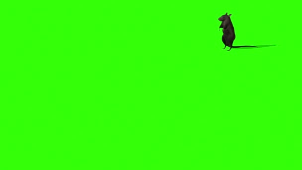 緑の画面で可愛い灰色のネズミのアニメーション — ストック動画