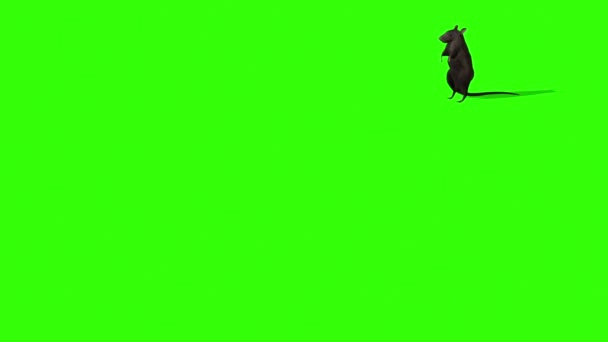 Animatie Van Schattige Grijze Rat Groen Scherm — Stockvideo