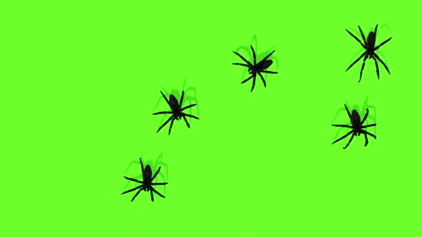 Animación Arañas Pantalla Verde Rastreo Espeluznante — Vídeos de Stock