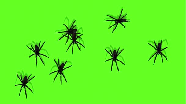 Örümcekler Yeşil Ekran Ürpertici Sürünen Üzerinde Animasyon — Stok video