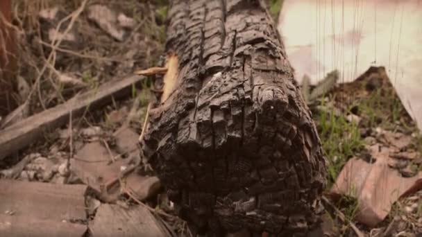 野火后被烧毁的木头 — 图库视频影像