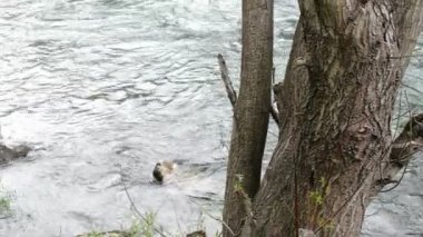  Big Old Tree On Water Stream