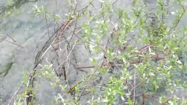 Oude Drifthouten Boom Liggend Het Kabbelende Water — Stockvideo