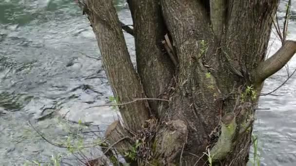 Велике Старе Дерево Водному Потоці — стокове відео