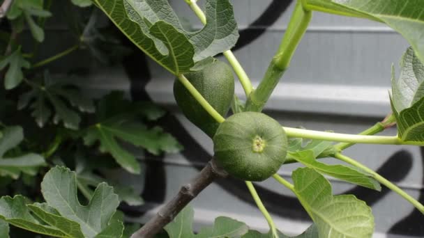 Focus Green Fig Tree Spring — стоковое видео