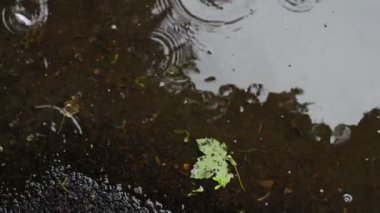 Yağmur damlaları Renkli Yapraklara Düşerken Yağmurlu Bir Gün 'de Yolda