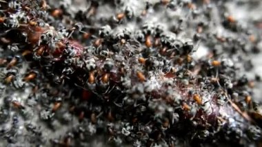 Ölü Bir Solucan Üzerinde Closeup Siyah Karıncalar