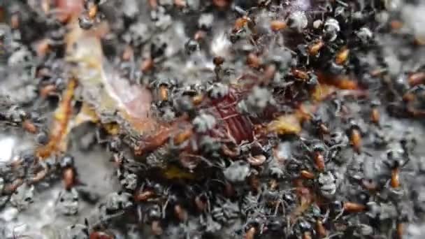 Gros Plan Fourmis Noires Sur Ver Mort — Video