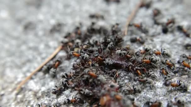 Nahaufnahme Schwarze Ameisen Auf Einem Toten Wurm — Stockvideo