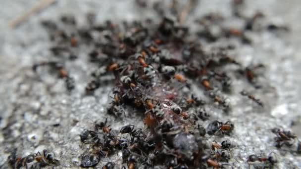 Insekten Ameisen Laufen Der Nähe Des Lochs Boden Nahaufnahme — Stockvideo