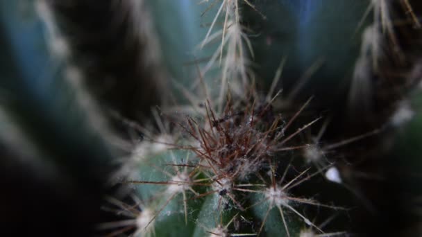 Kaktusz és a tüskék közelsége