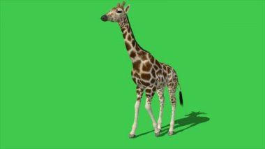 4K animasyon zürafası yeşil ekranda yürüyor