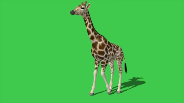 Animation Giraffe Walking Green Screen — Stock Video