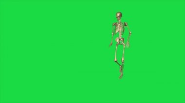 İskelet kazasının 3D animasyonu yere düştü - yeşil ekranda ayrı.