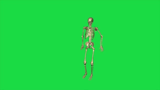 Скачок Скелета Отдельно Зеленом Экране — стоковое видео