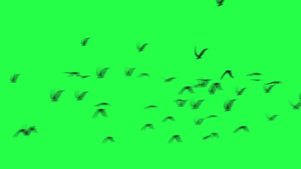 Group Birds Isolated Sky Green Screen — Stock Video