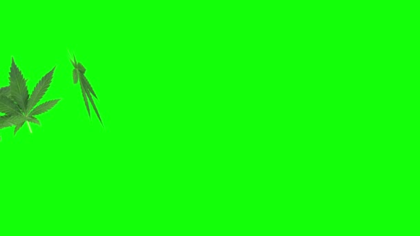Animation Von Marihuana Blatt Auf Grünem Bildschirm — Stockvideo
