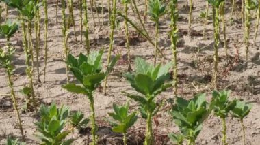 Tarlada Yeşil Tütün Bitkileri