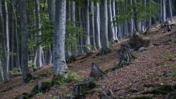 砍倒枯树的森林 — 图库视频影像