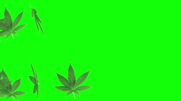 Yeşil Ekranda Marihuana Yaprağının Animasyonu — Stok video