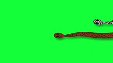 2 boyutlu yeşil ekran animasyonunda sürünen yılanlar. 