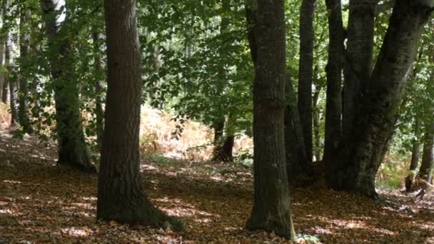 Forêt Automne Avec Feuilles Tombées — Video