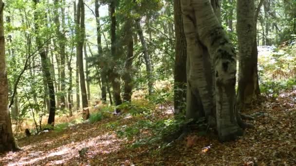 Forêt d'automne avec feuilles tombées