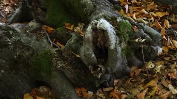 Podzimní Les Padlými Listy — Stock video
