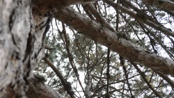松の枝の底景 — ストック動画