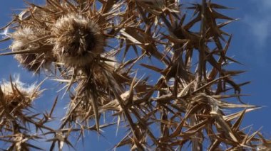 Ormandaki Çiçek Dikeni