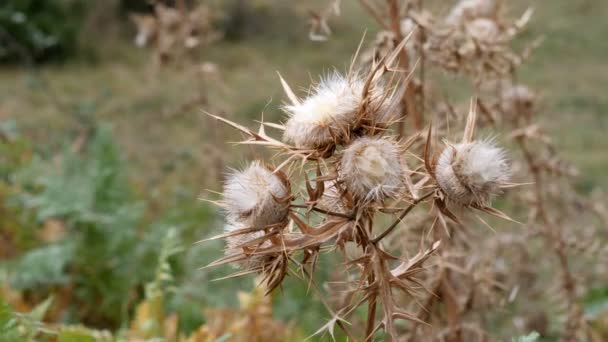 Bloemendoorn Een Bos — Stockvideo