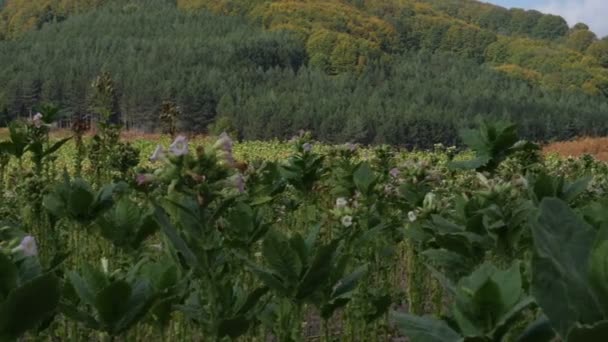 Plantas Tabaco Verde Campo — Vídeo de Stock