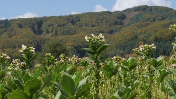 Plantas Tabaco Verde Campo — Vídeo de Stock