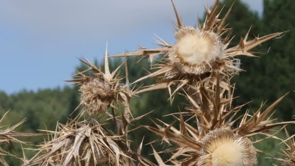 Bloemendoorn Een Bos — Stockvideo