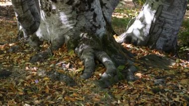 Düşen Yapraklarla Sonbahar Ormanı