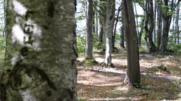 秋天的落叶森林 — 图库视频影像